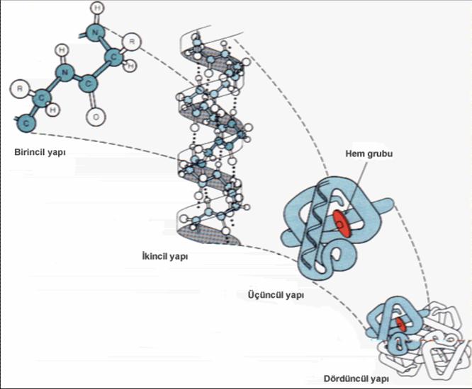 proteinlerin