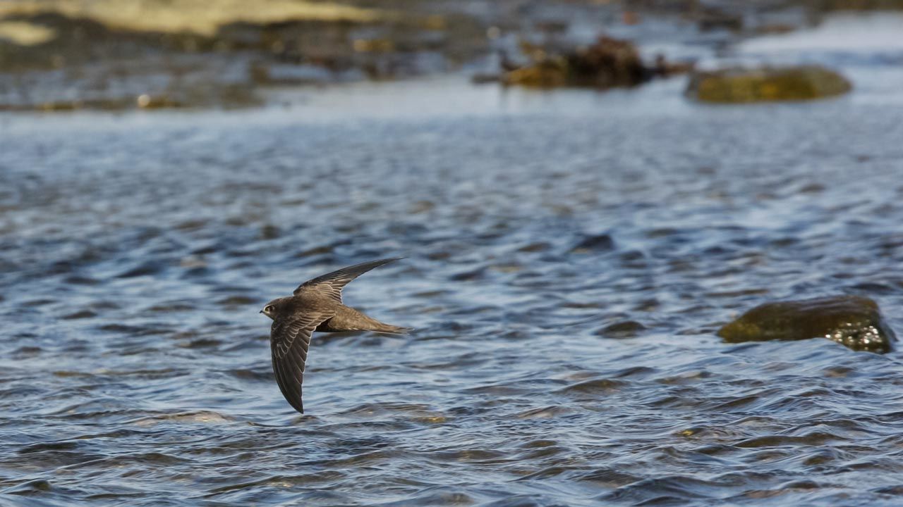 birds_0