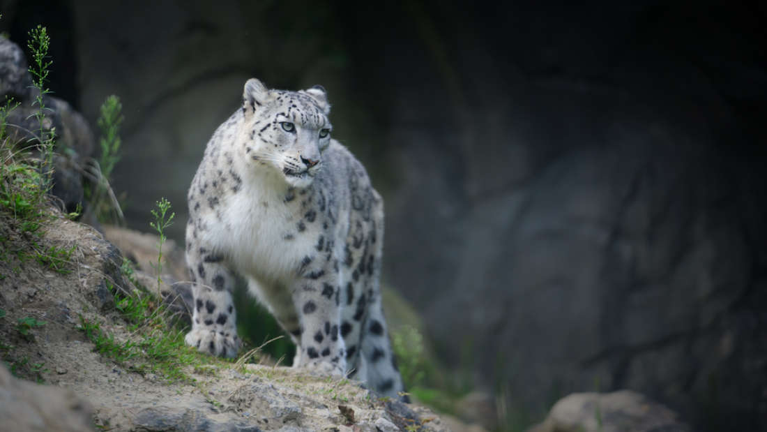 Kar Leoparı
