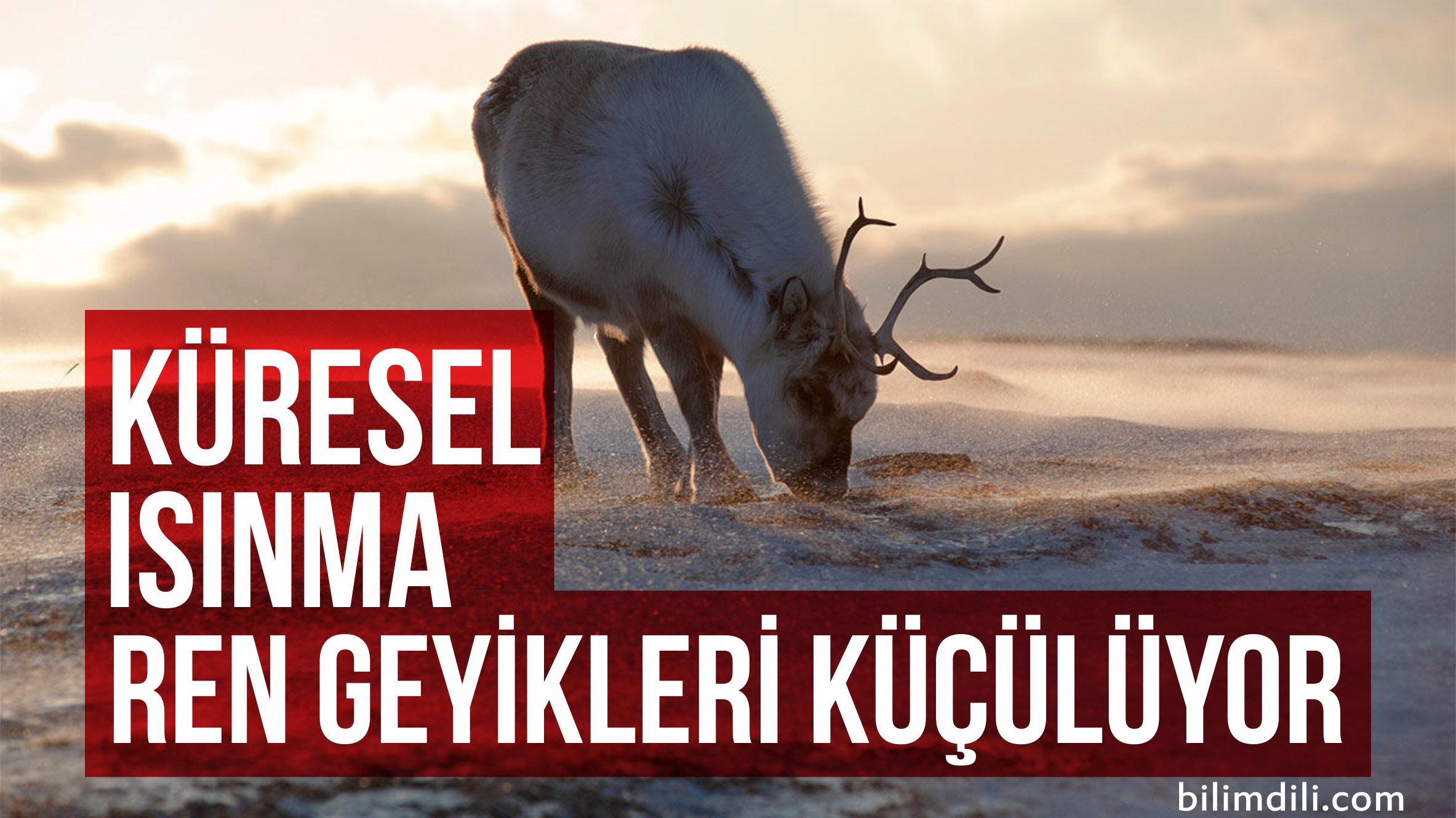 RENGEYİKLERİ