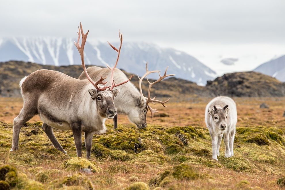 reindeer-family.jpg.990x0_q80_crop-smart