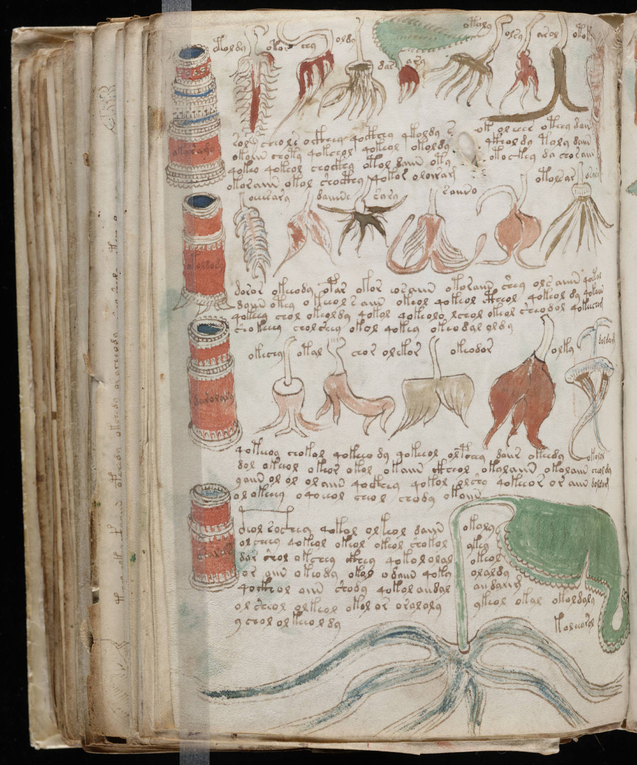 voynich bitki