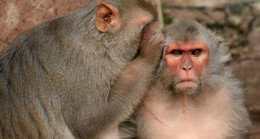 121616_bb_monkey-talk_main