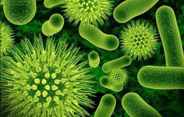 bacteria-03