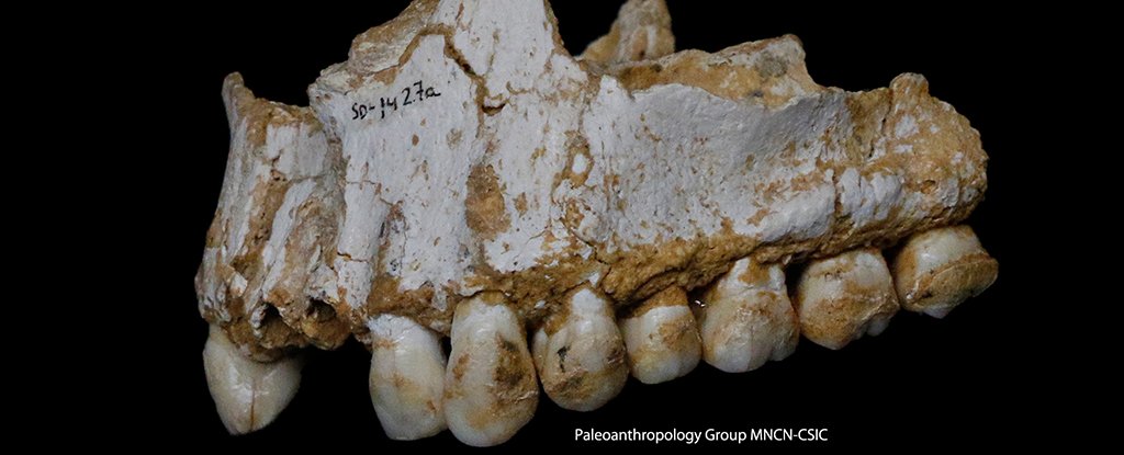 neanderthal_teeth_1024