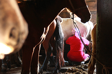 042717_TI_horse_inline_370