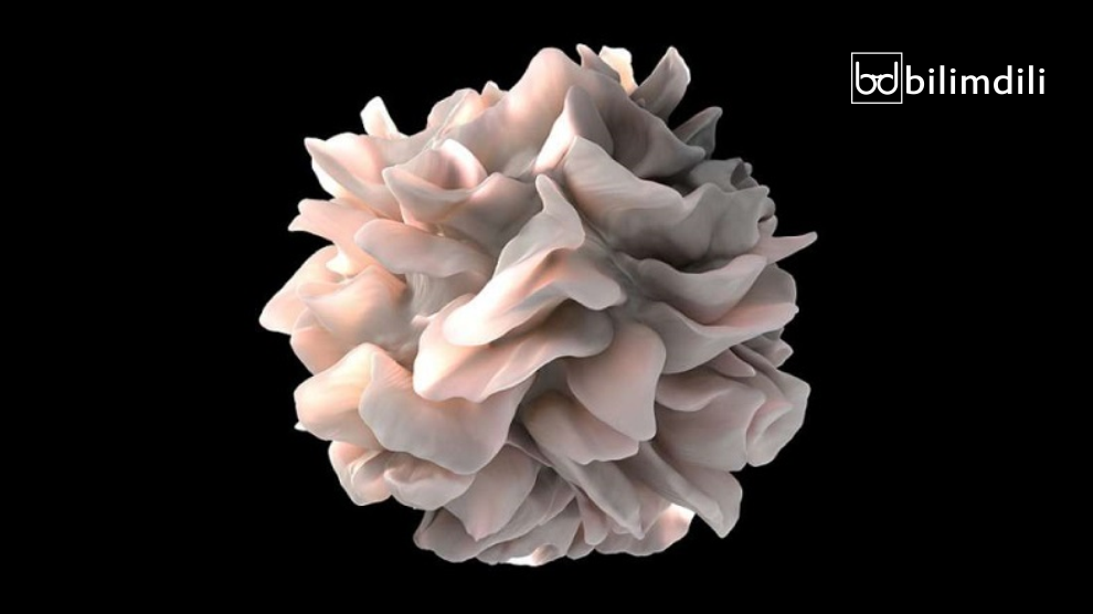 dendtrik