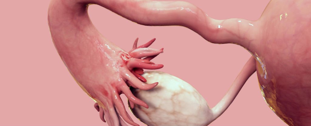 3d-ovaries_1024