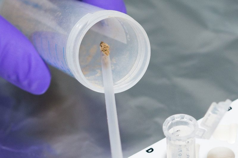 çamur dna