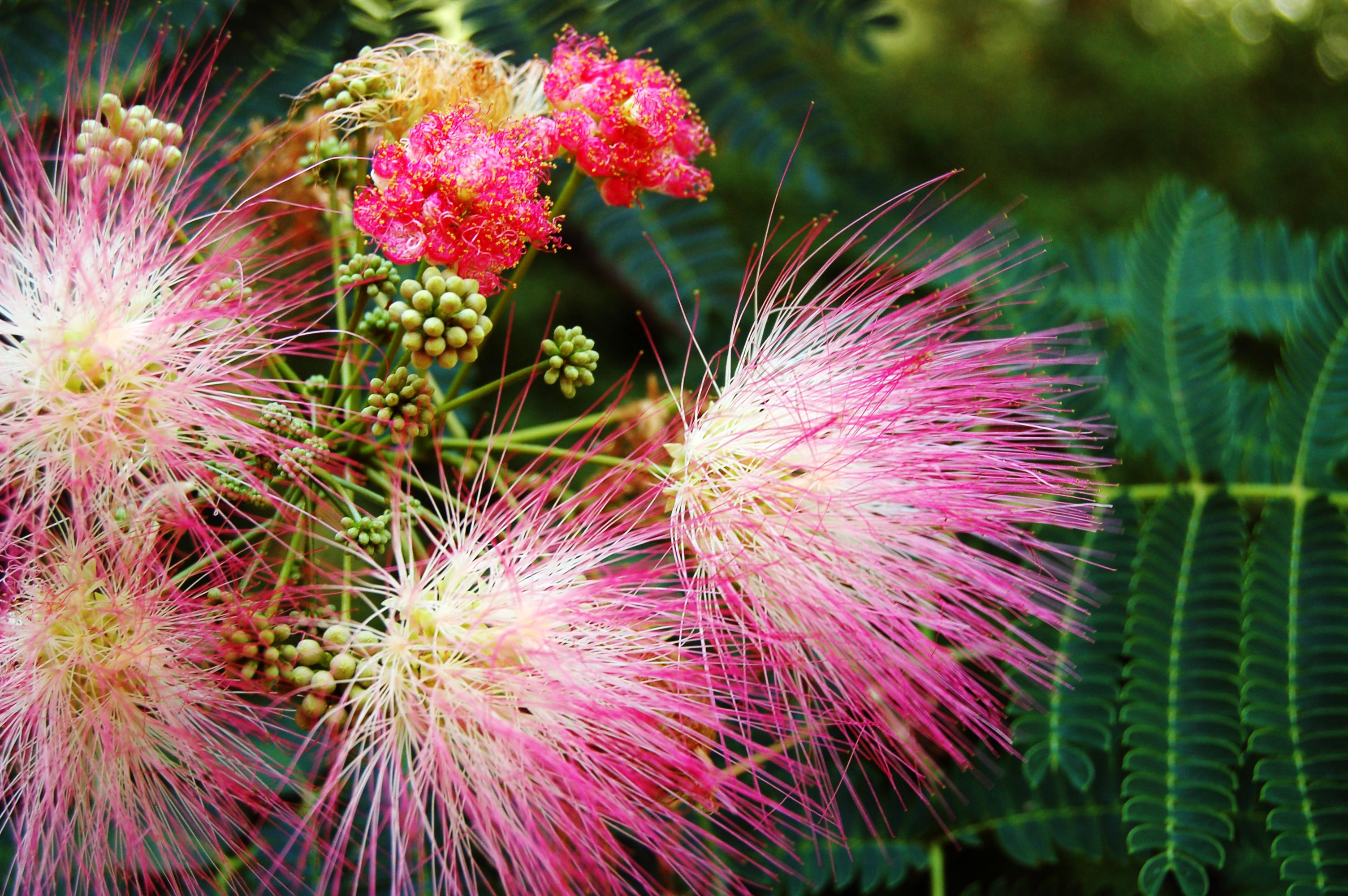 Miimosa plant growing in North Carolina