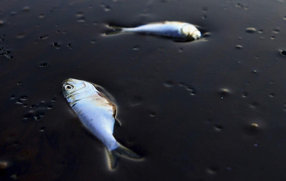 File photo shows dead porgy fish lying stuck in oil from the Deepwater Horizon gulf oil spill in Bay Jimmy near Port Sulpher, Louisiana
