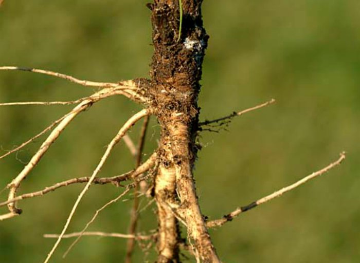 yabani havuç