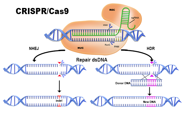 crispr-1