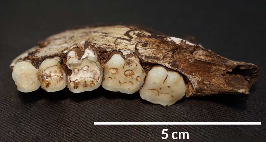 082417_BB_naledi-teeth_main