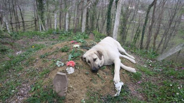 köpek mezarlıkta