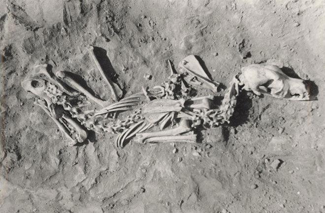 köpek mezarı