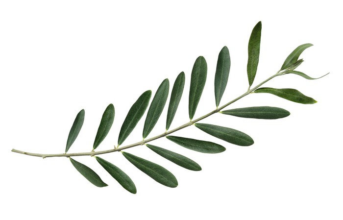 Olive branch