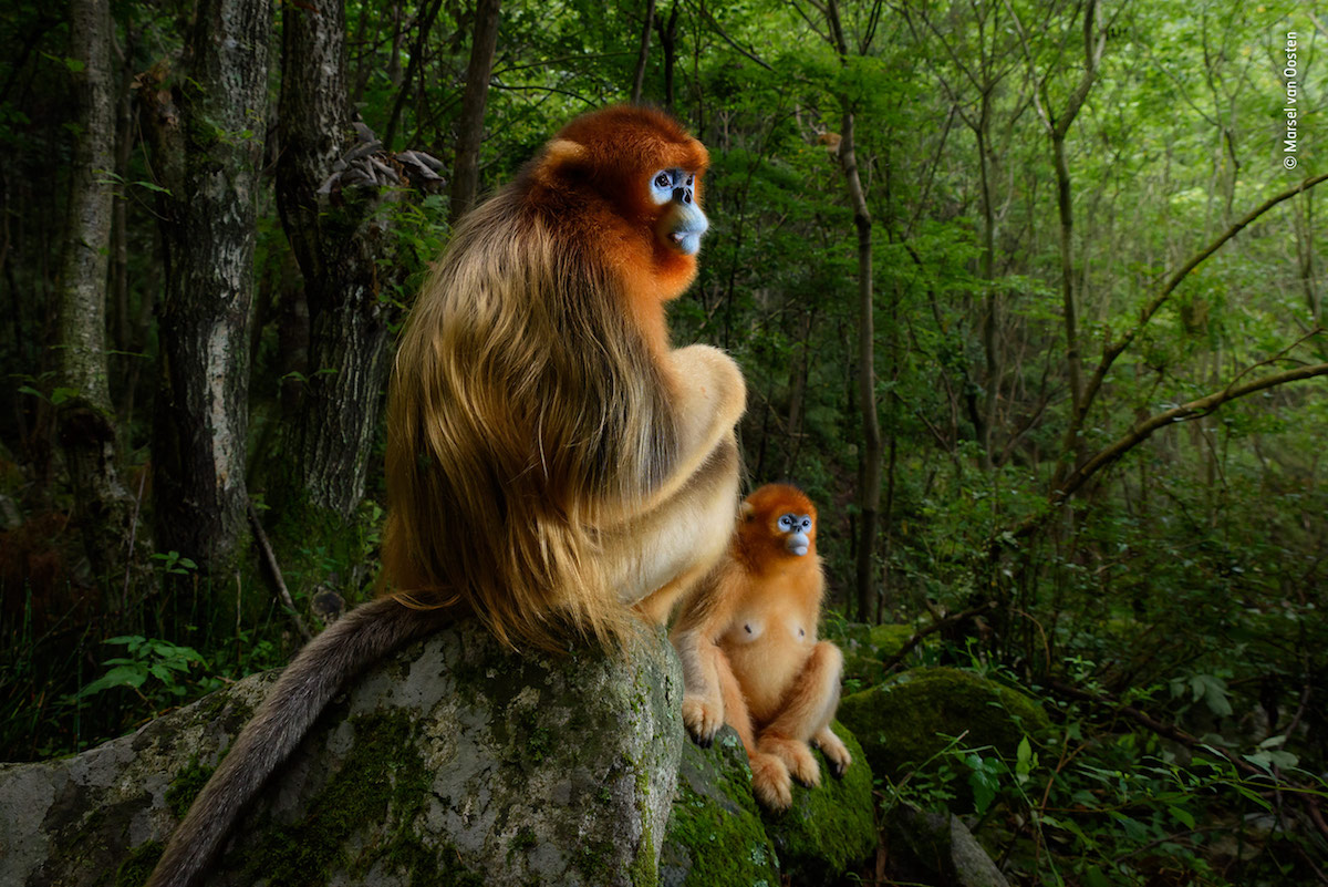 wildlife-photographer-year-2018-5