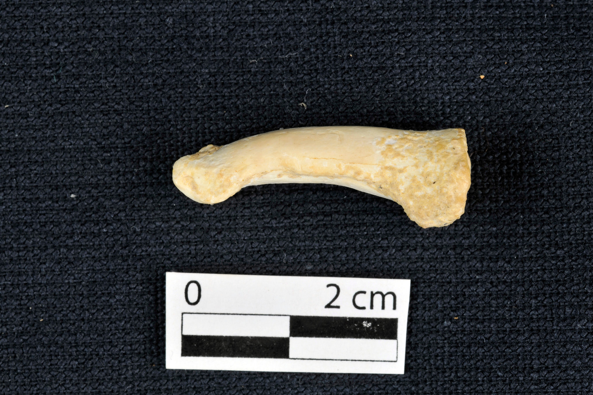 10HOMININ2-superJumbo-v2