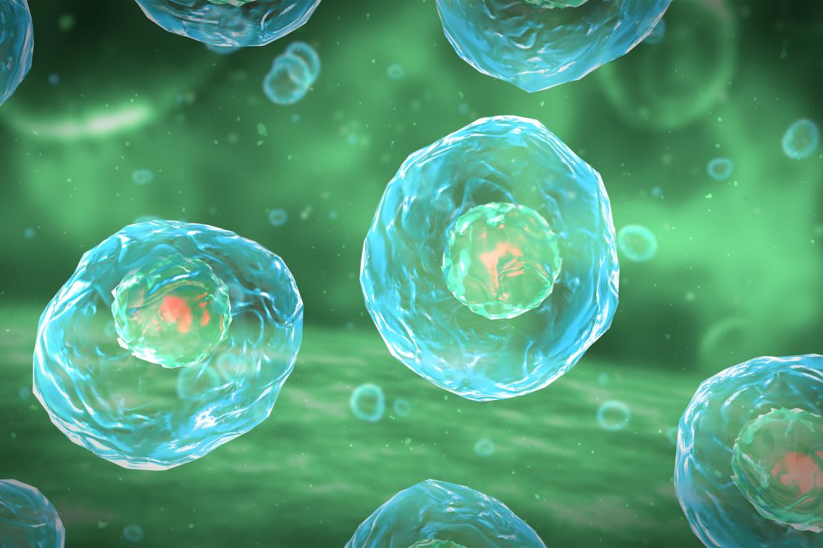 Cell-Division-Stages-of-Mitosis-4814049961