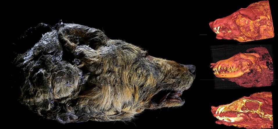 inside_wolf_4