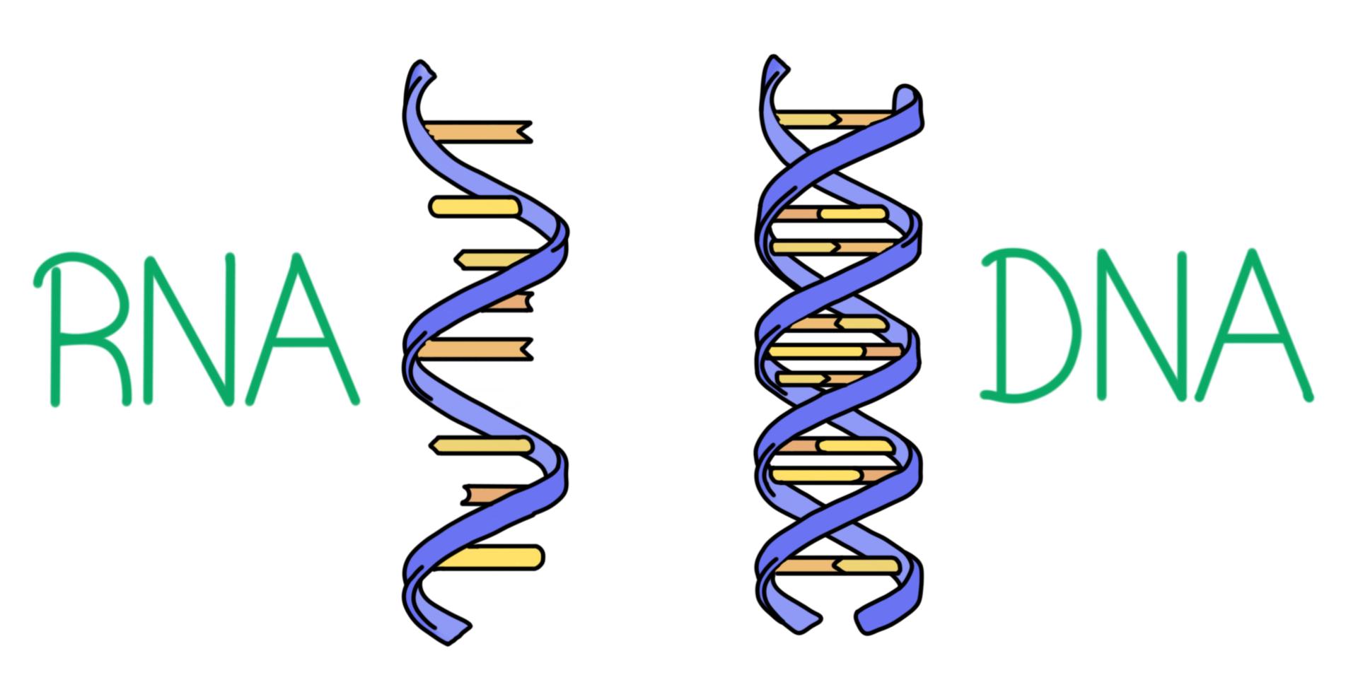 RNA&DNA