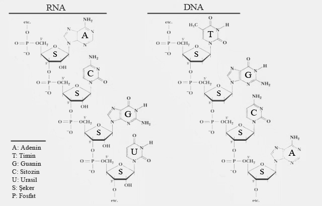 RNADNA2