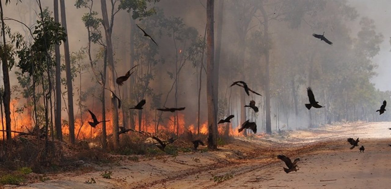 835-fire-birds_10241-1280×620