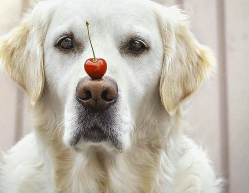 Köpek burnu (5)