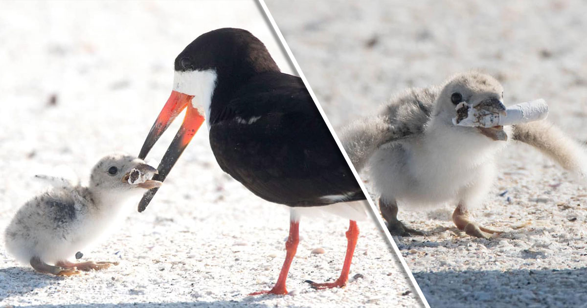 bird-eating-cigarette-butts