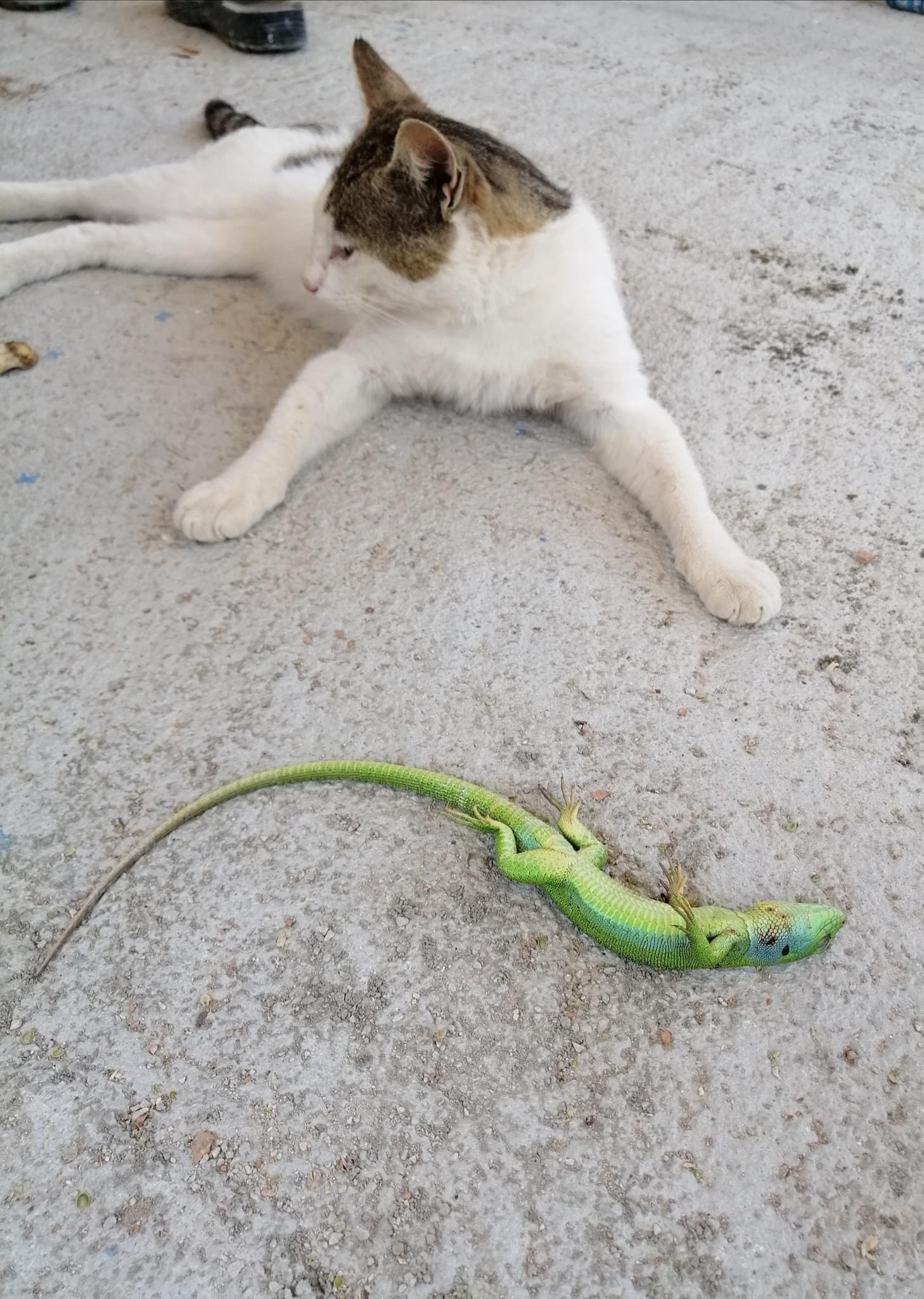 kedi2