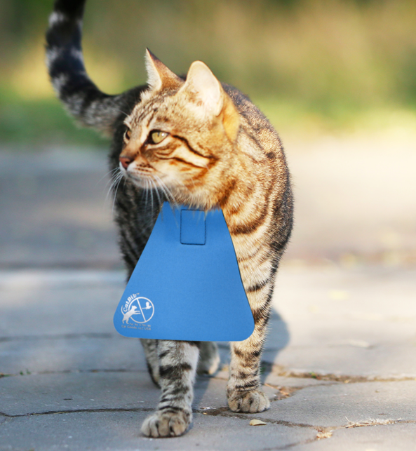 kedi3