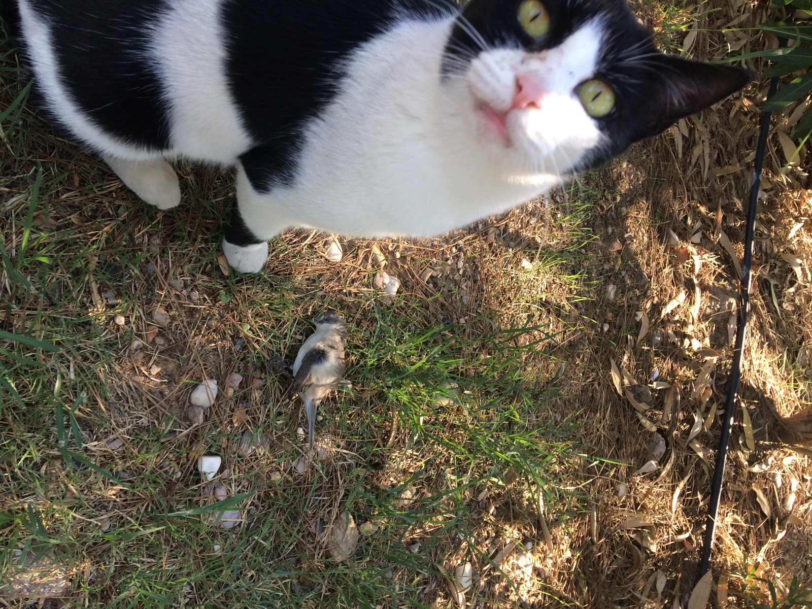 kedi5