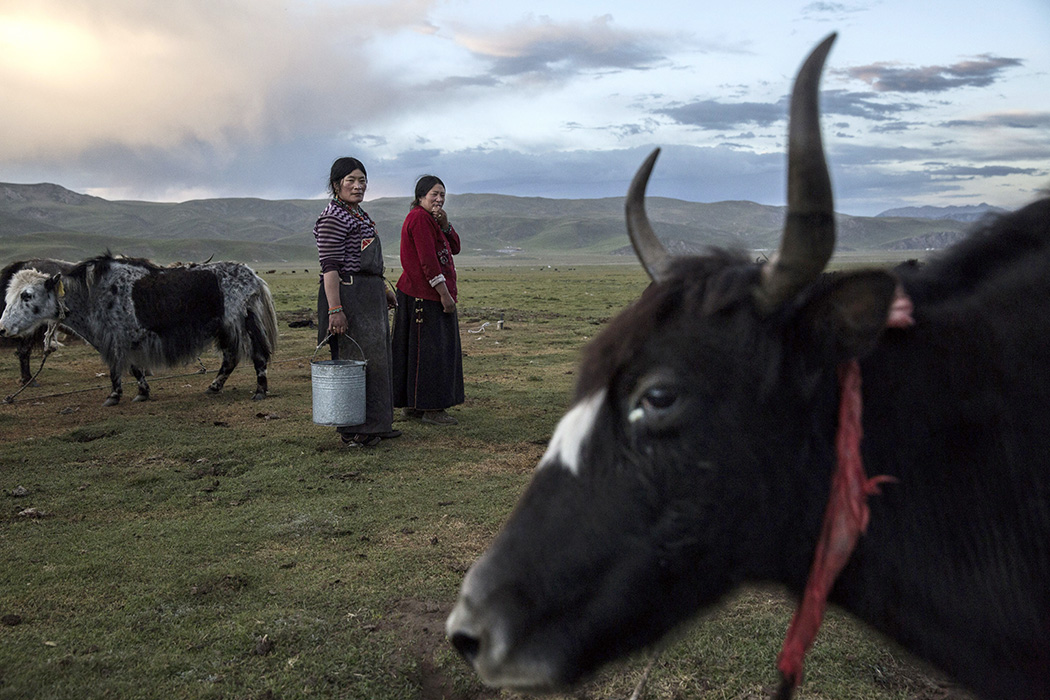 Tibetan Nomadic Culture Faces Challenges On The Tibetan Plateau